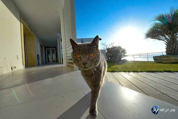 101201-ang-maison-angoulins--chat-calin_3YB2558
