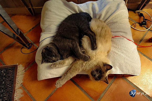 201002-chat-caid-calin-DSC_9336