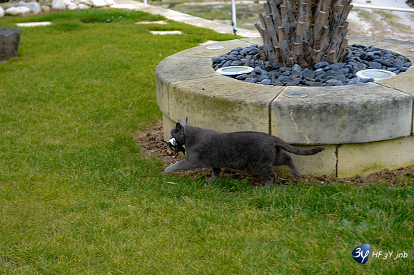 201212-chat-calin-_JNB5675