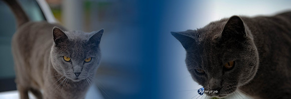 montage chat1 jnb