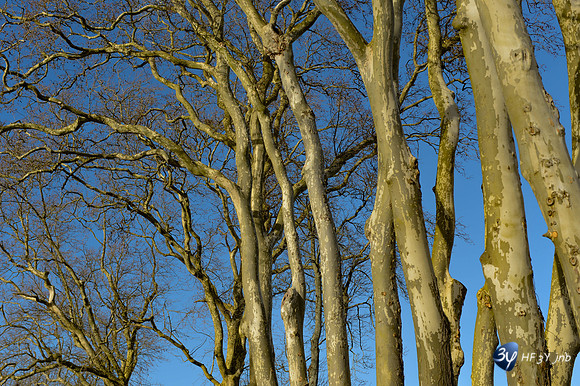 viewA-201303-trianon-perigny-parc-bois-_JNB7001