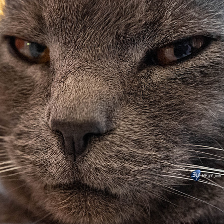 20190106-calin-L1000691