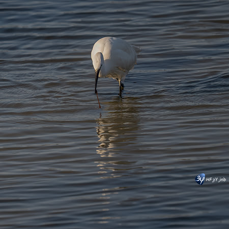 _Z9K3724-2-M