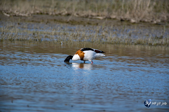Breuil Magné Parc Nature 2019