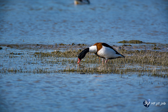 Breuil Magné Parc Nature 2019