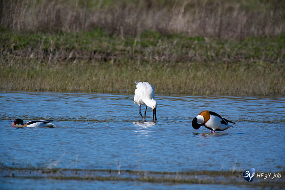 Breuil Magné Parc Nature 2019