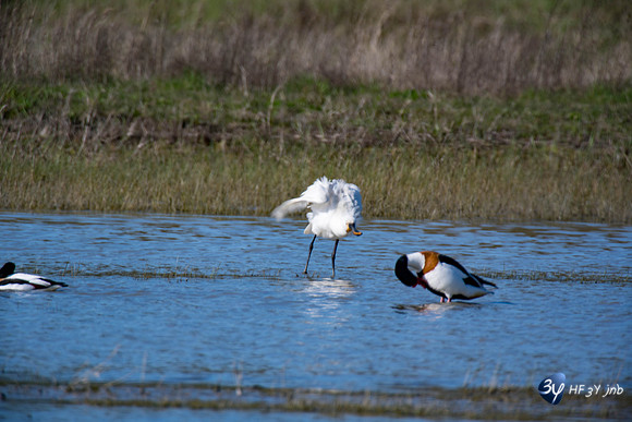 Breuil Magné Parc Nature 2019