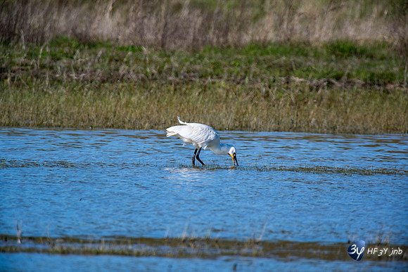 Breuil Magné Parc Nature 2019