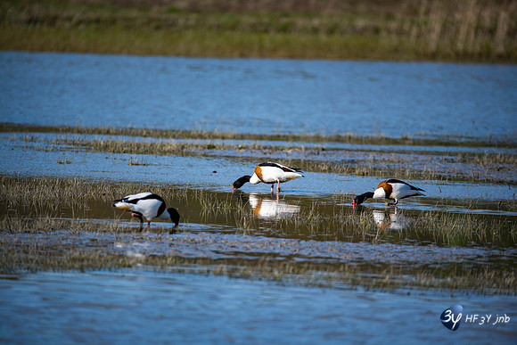 Breuil Magné Parc Nature 2019