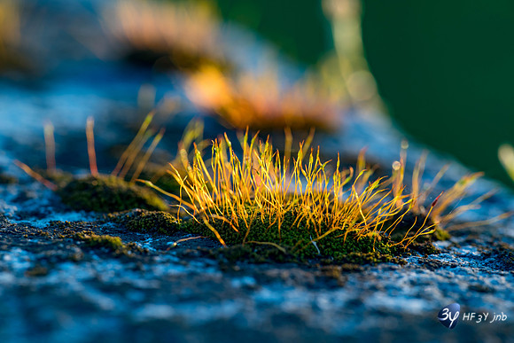 Breuil Magné Parc Nature 2019