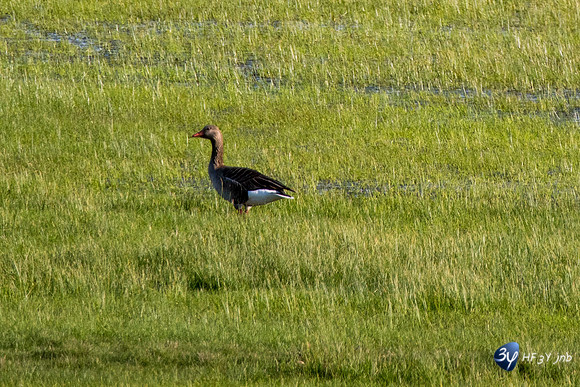 Breuil Magné Parc Nature 2019