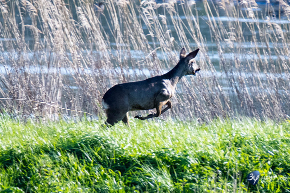 Breuil Magné Parc Nature 2019