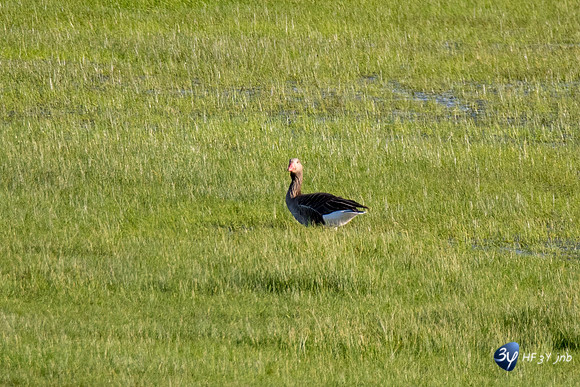 Breuil Magné Parc Nature 2019