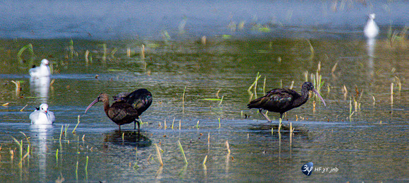 20211008-oiseaux-flamant-héron-ebre-delta-Z07_6409