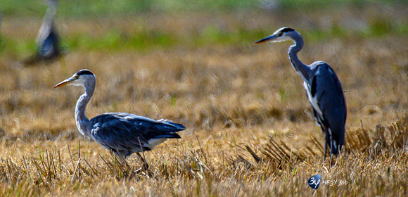 20211008-oiseaux-flamant-héron-ebre-delta-Z07_6420