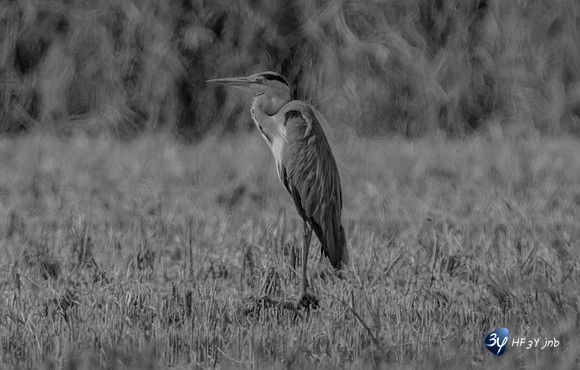 20211008-oiseaux-flamant-héron-ebre-delta-Z07_6425