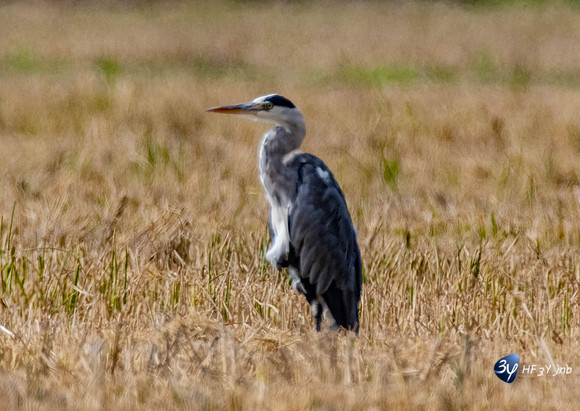 20211008-oiseaux-flamant-héron-ebre-delta-Z07_6431