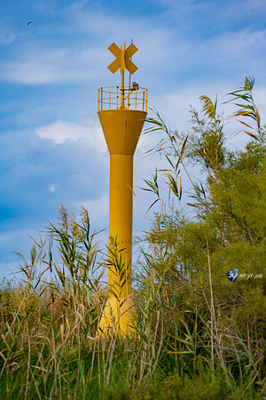20211008-oiseaux-flamant-héron-ebre-delta-Z07_6456