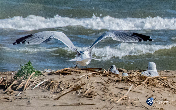 20211008-oiseaux-flamant-héron-ebre-delta-Z07_6504