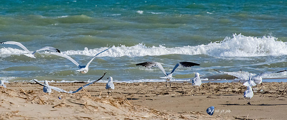 20211008-oiseaux-flamant-héron-ebre-delta-Z07_6507