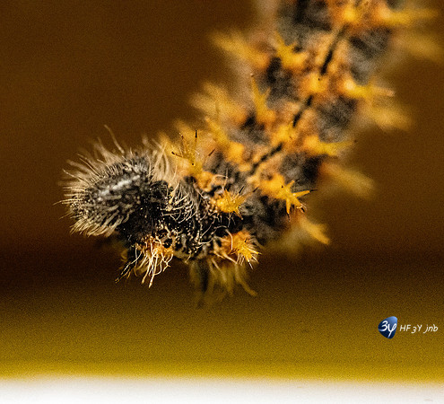 20220602-Guigueta Aneu-Z07_3712_DxO