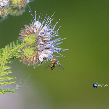 20220502-Vesles-Marais-Z07_1752