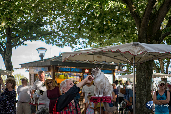 20190717-Vieux-chat-Port-Rochelle-Z7N_4209