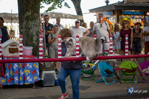 20190717-chat-Vieux-Port-Rochelle-Z7N_4219
