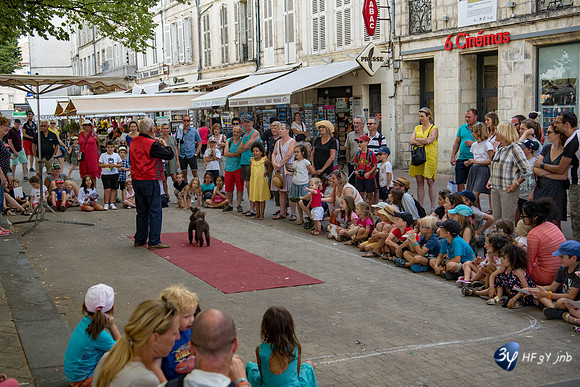 20190717-Vieux-chat-Port-Rochelle-Z7N_4206