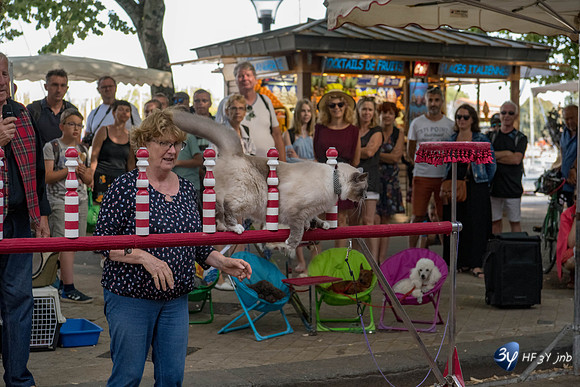 20190717-Vieux-chat-Port-Rochelle-Z7N_4223