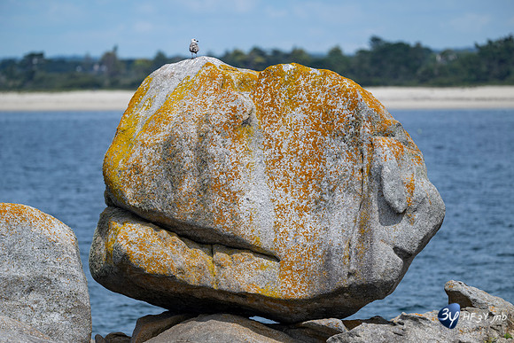 20250812-Bretagne-Z9C_0213-2