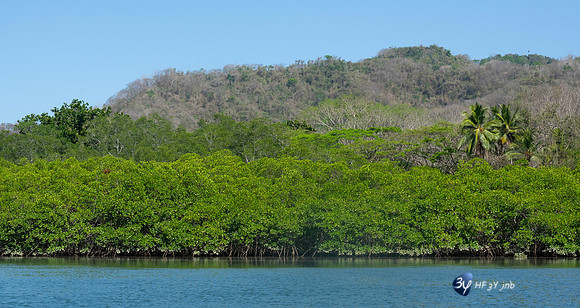 20200321-Costa Rica-Tambor-parc Curù-mangrove-Z07_0906