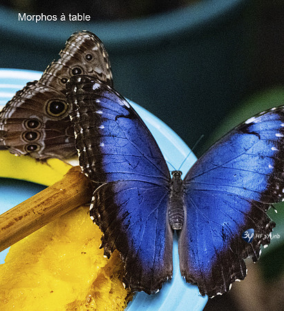 20200317T-Costa Rica-Monteverde-papillon-Morphos-Z07_9836