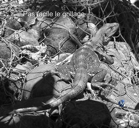 20200327T-Costa Rica-Z07_0149