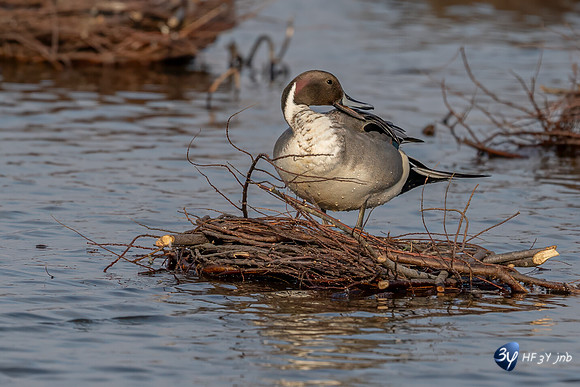 _Z9K2842-2-M