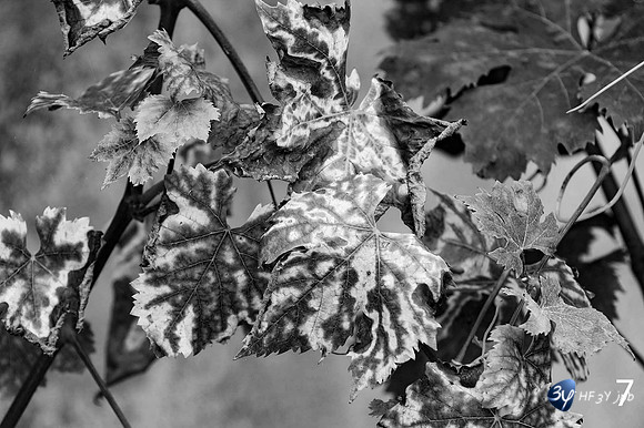 20211215-7-201408-vigne_HF39012.JPG.JPG_DxO