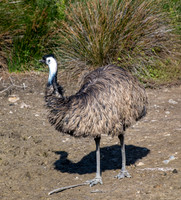 20201009-Sigean-emeu-zoo-parc-Z07_3243