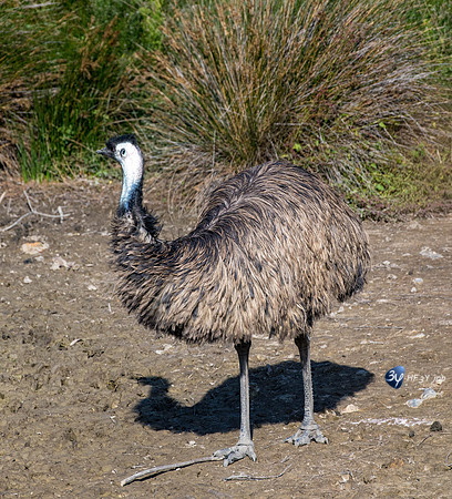 20201009-Sigean-emeu-zoo-parc-Z07_3243