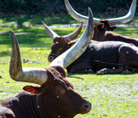 20201009-Sigean-texas longhorn-watusi-zoo-parc-Z07_3114