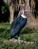 20201009-Sigean-marabou-zoo-parc-Z07_3292