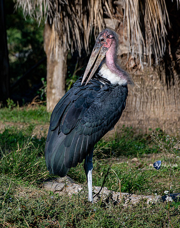 20201009-Sigean-marabou-zoo-parc-Z07_3292
