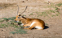 20201009-Sigean-zoo-antilope-gazelle-kobus-parc-Z07_3208