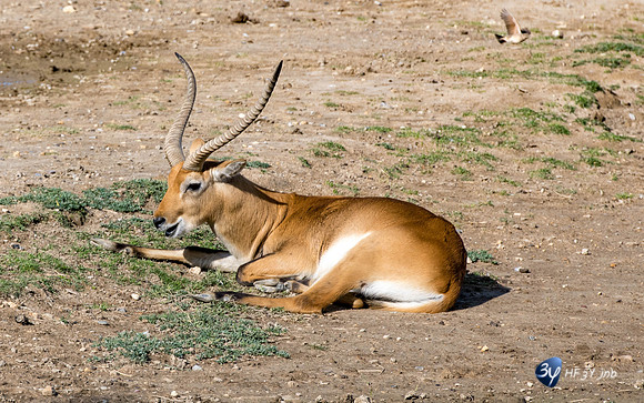 20201009-Sigean-zoo-antilope-gazelle-kobus-parc-Z07_3208