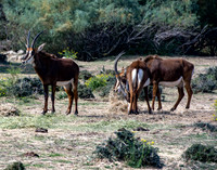 20201009-Sigean-zoo-antilope-parc-Z07_3056