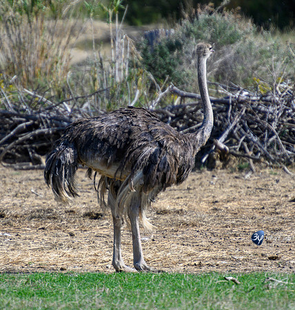 20201009-Sigean-zoo-autruche-parc-Z07_3081