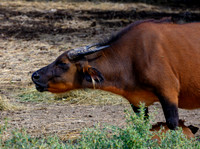 20201009-Sigean-zoo-bufle-parc-Z07_3058