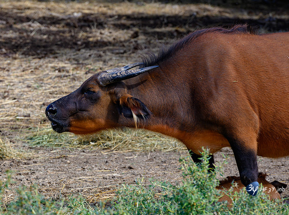 20201009-Sigean-zoo-bufle-parc-Z07_3058