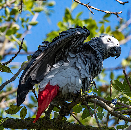 20201009-Sigean-zoo-cacatoes-perroquet-parc-Z07_3288