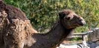 20201009-Sigean-zoo-dromadaire-parc-Z07_3142