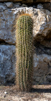 20201009-Sigean-zoo-espostoa-parc-Z07_3175